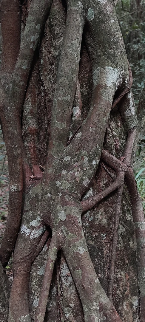 Afternoon walking in Karura Forest